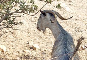 Cretan Goat