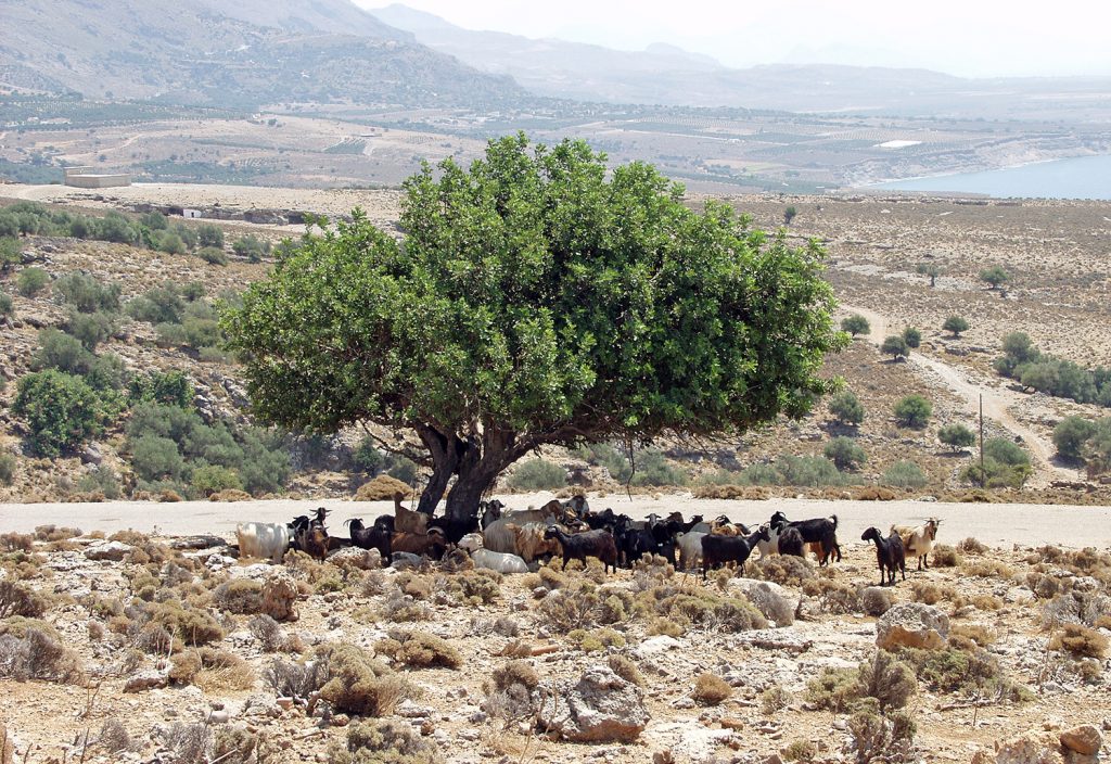 Goats under Tree