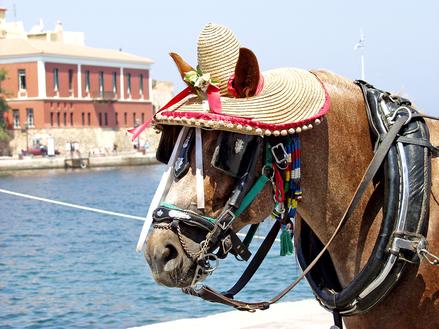 A Horse wearing a hat at the Port