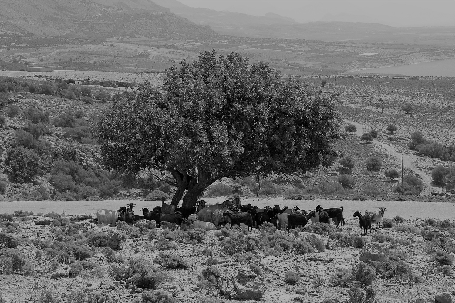 Black and white image of goats under a tree